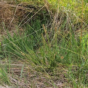 Carex appressa at Weetangera, ACT - 6 Oct 2024