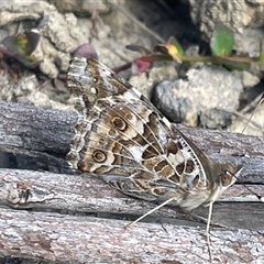 Vanessa kershawi (Australian Painted Lady) at Porters Creek, NSW - 7 Oct 2024 by Clarel