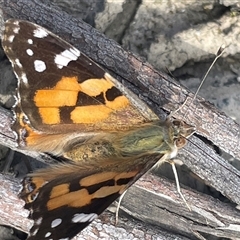 Vanessa kershawi at Porters Creek, NSW - 7 Oct 2024 03:41 PM