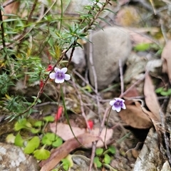 Viola hederacea (Ivy-leaved Violet) at Budawang, NSW - 7 Oct 2024 by Csteele4