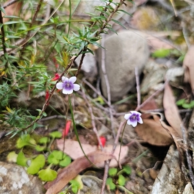 Viola hederacea (Ivy-leaved Violet) at Budawang, NSW - 7 Oct 2024 by Csteele4