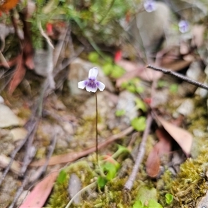 Viola hederacea at Budawang, NSW - 7 Oct 2024