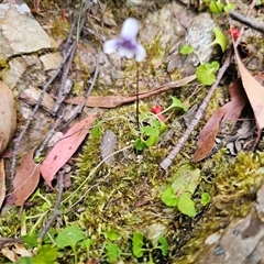 Viola hederacea at Budawang, NSW - 7 Oct 2024