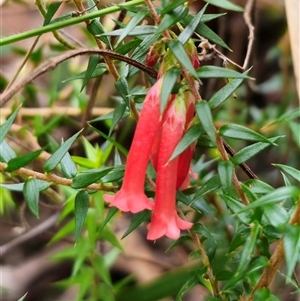 Epacris impressa at Budawang, NSW - 7 Oct 2024 05:17 PM