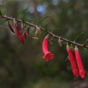 Epacris impressa at Budawang, NSW - 7 Oct 2024 05:17 PM