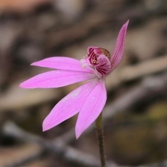 Caladenia carnea (Pink Fingers) at Budawang, NSW - 7 Oct 2024 by Csteele4