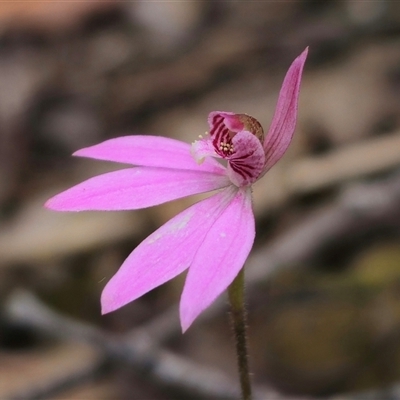 Caladenia carnea (Pink Fingers) at Budawang, NSW - 7 Oct 2024 by Csteele4