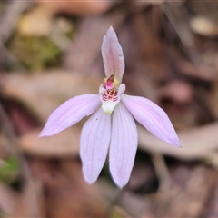 Caladenia carnea at Budawang, NSW - 7 Oct 2024