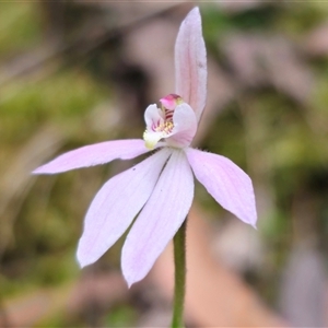 Caladenia carnea at Budawang, NSW - 7 Oct 2024