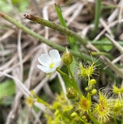 Drosera gunniana (Pale Sundew) at Lerida, NSW - 7 Oct 2024 by JaneR