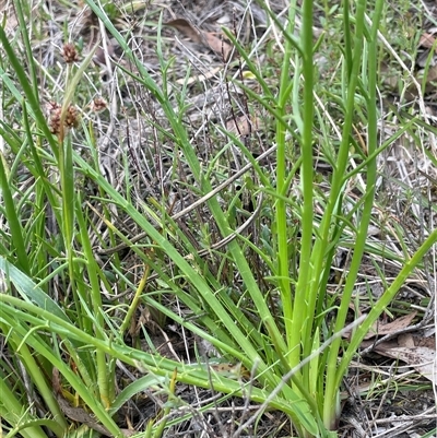 Eryngium ovinum (Blue Devil) at Lerida, NSW - 7 Oct 2024 by JaneR