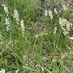 Stackhousia monogyna at Lerida, NSW - 7 Oct 2024