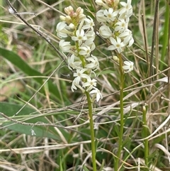 Stackhousia monogyna at Lerida, NSW - 7 Oct 2024