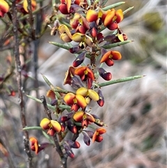 Daviesia genistifolia (Broom Bitter Pea) at Lerida, NSW - 7 Oct 2024 by JaneR