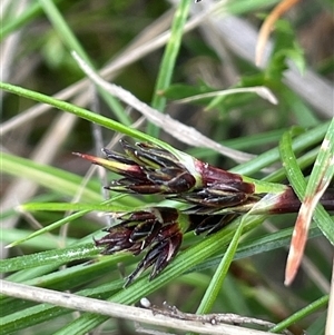 Schoenus apogon at Lerida, NSW - 7 Oct 2024