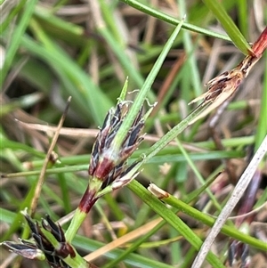 Schoenus apogon at Lerida, NSW - 7 Oct 2024