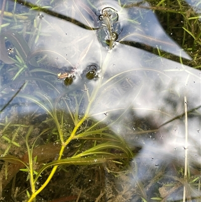 Potamogeton ochreatus (Blunt Pondweed) at Lerida, NSW - 7 Oct 2024 by JaneR