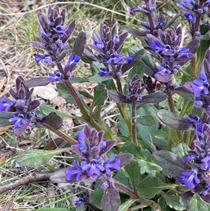 Ajuga australis at Lerida, NSW - 7 Oct 2024 03:09 PM