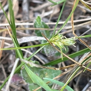 Carex inversa at Lerida, NSW - 7 Oct 2024