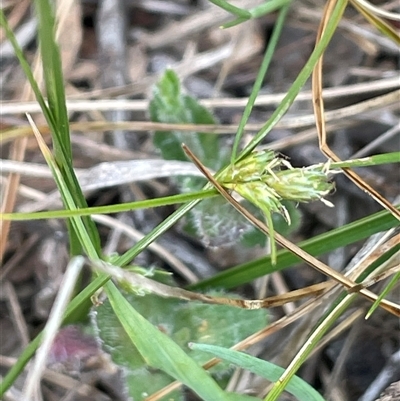 Carex inversa (Knob Sedge) at Lerida, NSW - 7 Oct 2024 by JaneR