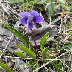 Viola betonicifolia subsp. betonicifolia (Arrow-Leaved Violet) at Lerida, NSW - 7 Oct 2024 by JaneR