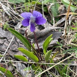 Viola betonicifolia subsp. betonicifolia at Lerida, NSW - 7 Oct 2024 04:04 PM