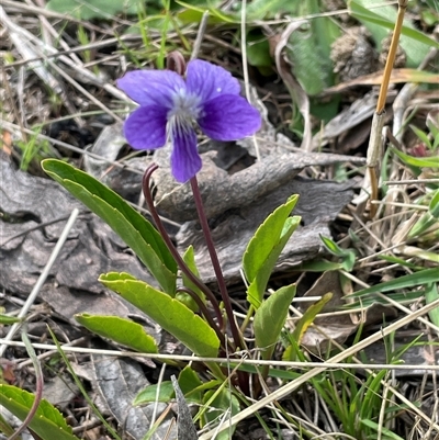 Viola betonicifolia subsp. betonicifolia (Arrow-Leaved Violet) at Lerida, NSW - 7 Oct 2024 by JaneR