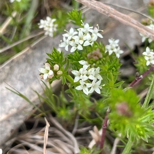 Asperula conferta at Lerida, NSW - 7 Oct 2024