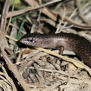 Saproscincus mustelinus at Braidwood, NSW - 7 Oct 2024