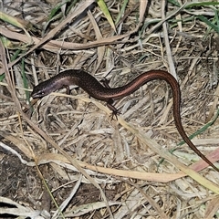 Saproscincus mustelinus at Braidwood, NSW - 7 Oct 2024