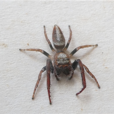 Opisthoncus sp. (genus) (Opisthoncus jumping spider) at Belconnen, ACT - 6 Oct 2024 by JohnGiacon