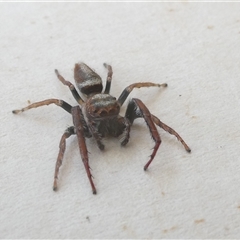 Opisthoncus sp. (genus) at Belconnen, ACT - 6 Oct 2024