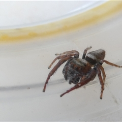 Opisthoncus sp. (genus) at Belconnen, ACT - 6 Oct 2024