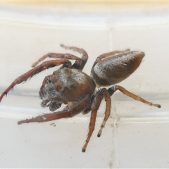 Opisthoncus sp. (genus) at Belconnen, ACT - 6 Oct 2024