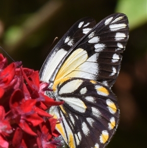 Belenois java at Sheldon, QLD - 7 Oct 2024