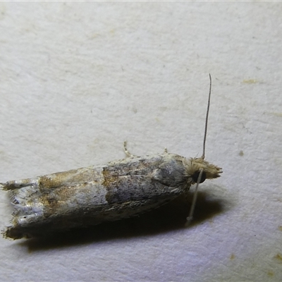 Crocidosema plebejana (Cotton Tipworm Moth) at Belconnen, ACT - 5 Oct 2024 by JohnGiacon