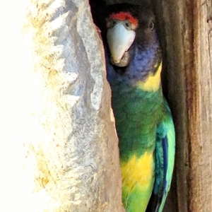 Barnardius zonarius (Australian Ringneck) at Yealering, WA by LadyoftheLake