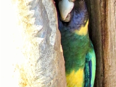 Barnardius zonarius (Australian Ringneck) at Yealering, WA - 6 Oct 2024 by LadyoftheLake