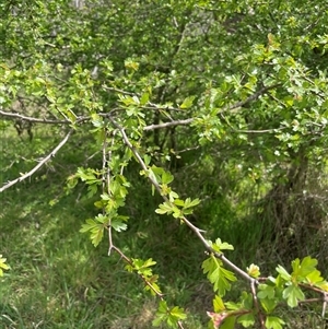 Crataegus monogyna at Lerida, NSW - 7 Oct 2024