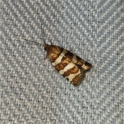 Subfurcatana subfurcatana (A Tortricid moth) at Braidwood, NSW - 7 Oct 2024 by MatthewFrawley