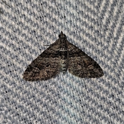 Phrissogonus laticostata (Apple looper moth) at Braidwood, NSW - 7 Oct 2024 by MatthewFrawley