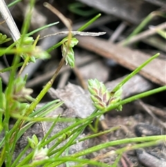 Isolepis levynsiana (Tiny Flat-sedge) at Lerida, NSW - 7 Oct 2024 by JaneR