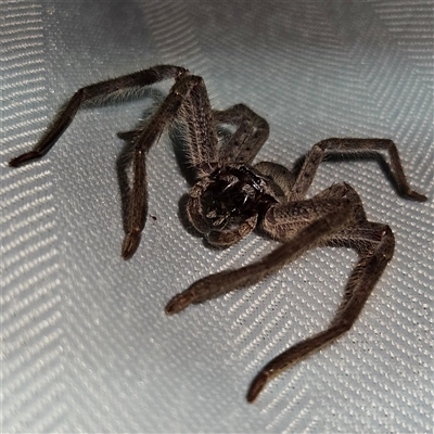 Isopeda (genus) (Huntsman Spider) at Braidwood, NSW - 7 Oct 2024 by MatthewFrawley