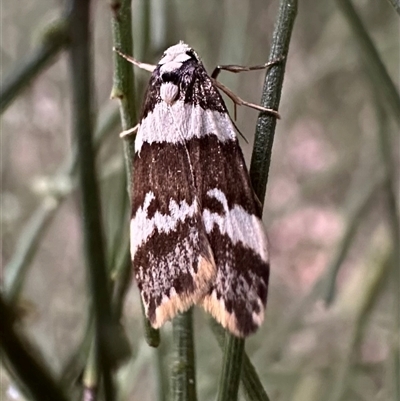 Halone sejuncta (Variable Halone) at Ainslie, ACT - 5 Oct 2024 by Pirom