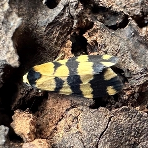 Thallarcha partita at Ainslie, ACT - 6 Oct 2024 05:32 PM