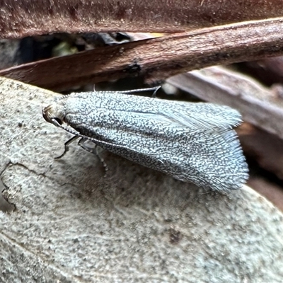 Orescoa orites (A concealer moth) at Ainslie, ACT - 7 Oct 2024 by Pirom