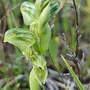 Hymenochilus cycnocephalus at Yarralumla, ACT - 7 Oct 2024