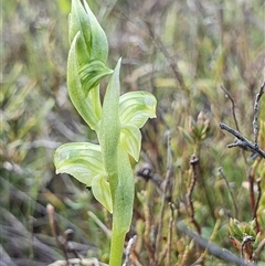 Hymenochilus cycnocephalus at Yarralumla, ACT - suppressed