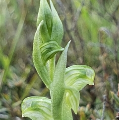 Hymenochilus cycnocephalus at Yarralumla, ACT - suppressed