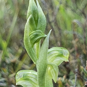 Hymenochilus cycnocephalus at Yarralumla, ACT - suppressed